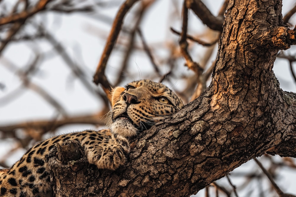 Cheetah Plains Private Game Reserve by null