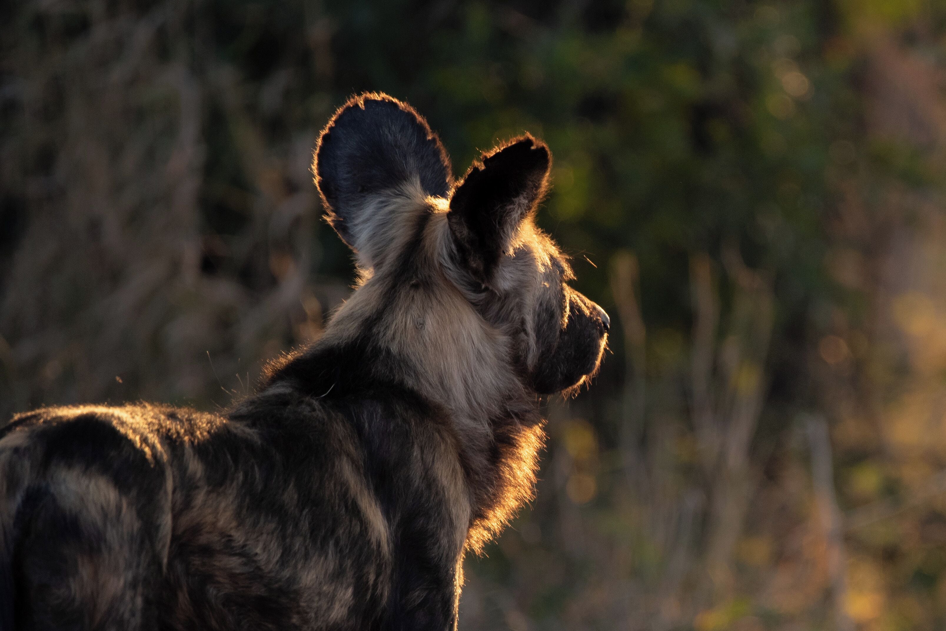 A close-up of a wild animal with large ears and a dark coat.