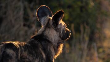 A close-up of a wild animal with large ears and a dark coat.