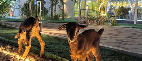 Terrain de lâhĂ©bergement