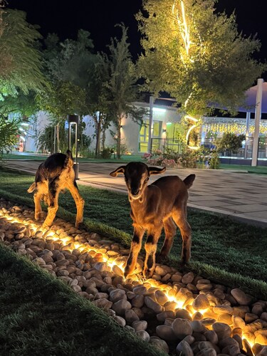 Serene chalet with WiFi in Ras Al-Khaimah