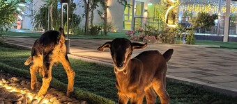 Serene chalet with WiFi in Ras Al-Khaimah