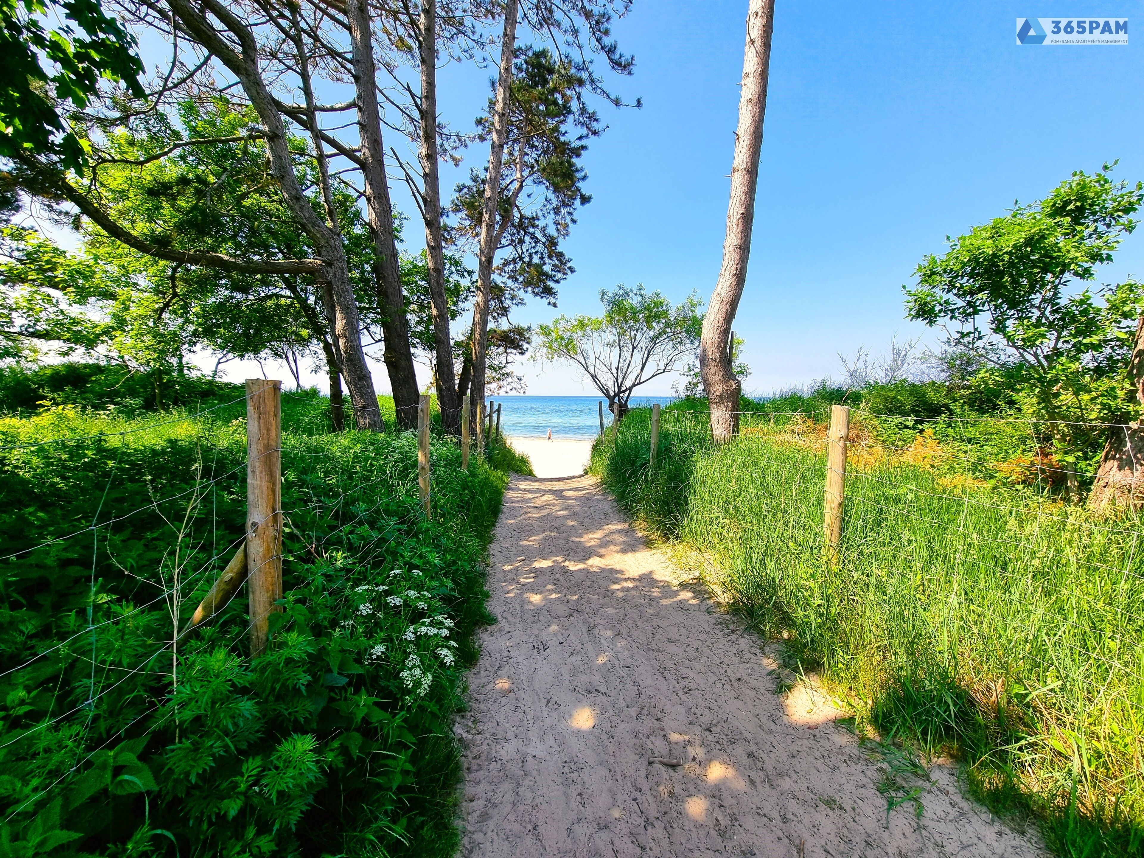 Un sendero de tierra que lleva a una playa, rodeado de follaje y árboles.