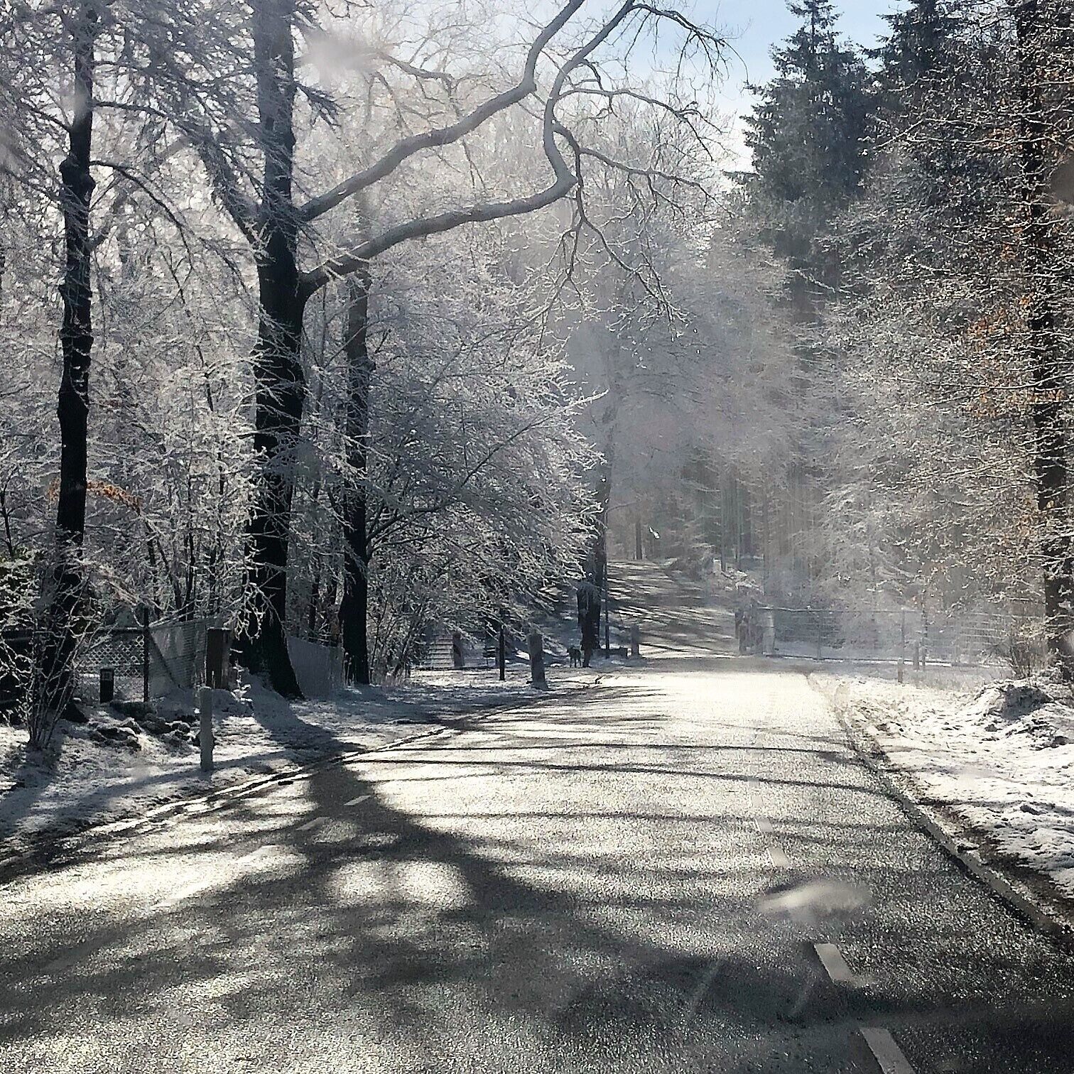 Une route enneigée dans une forêt où les arbres sont sans feuilles et le ciel est dégagé.
