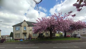 A residential street with houses, a tree with pink blossoms, and a clear sky.