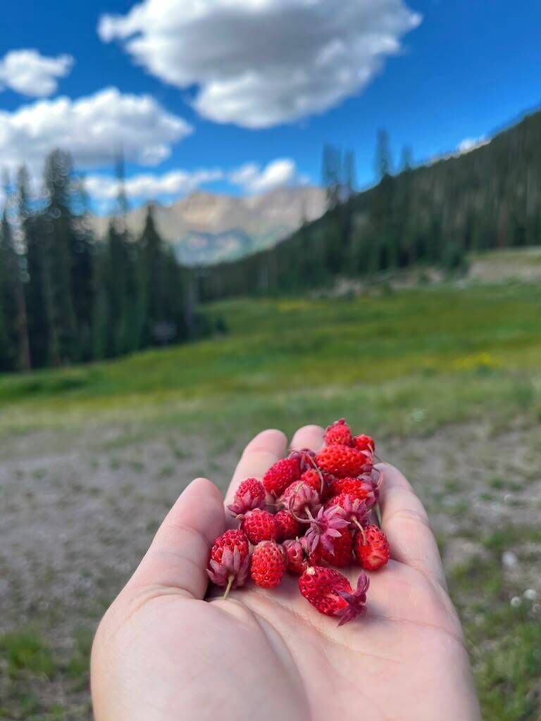 Una mano sostiene bayas rojas frente a un paisaje montañoso.