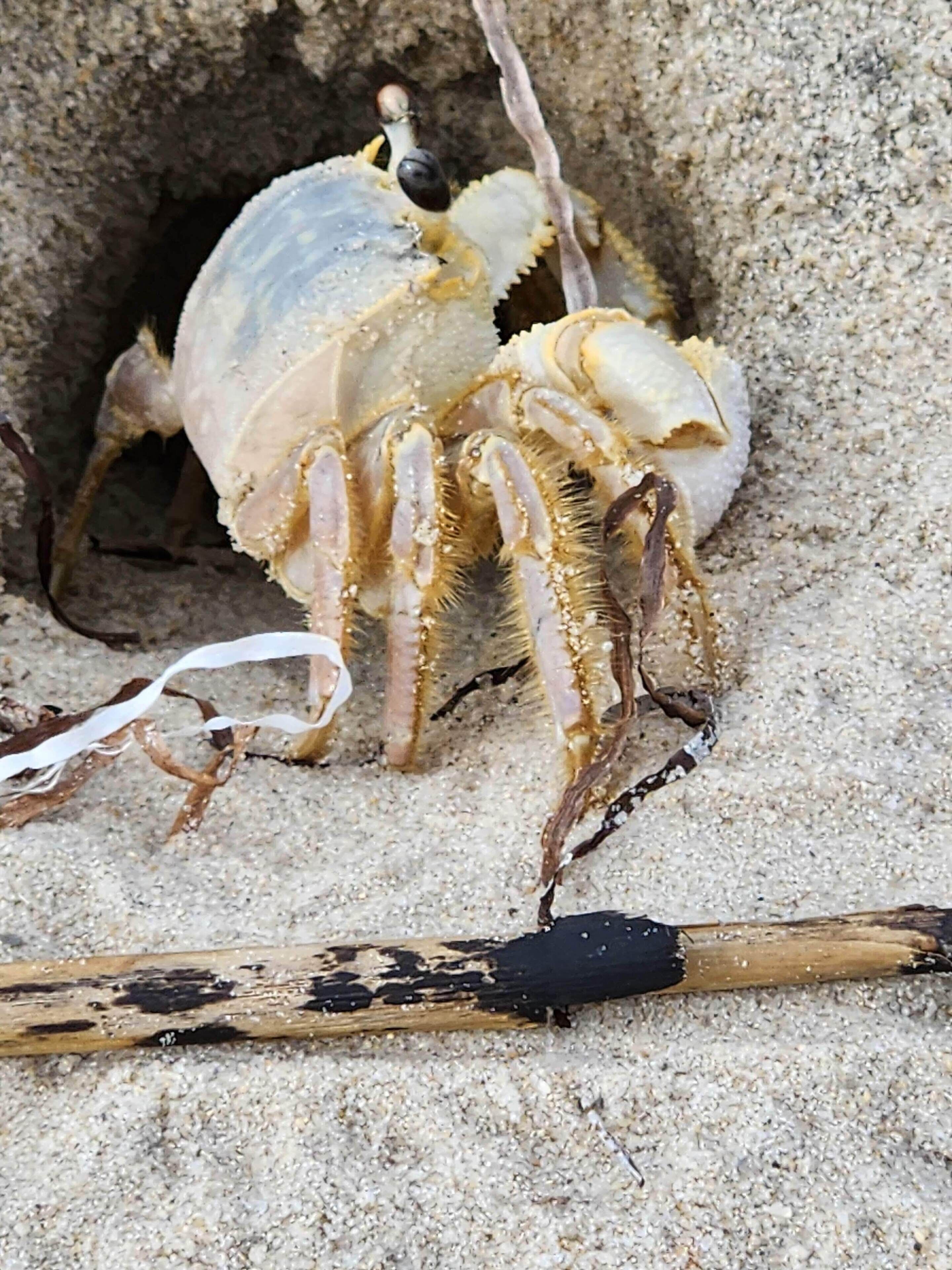 Un cangrejo ermitaño en un entorno arenoso con un trozo de madera a la deriva cerca.