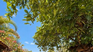 A stone pathway leading to a building with a red-tiled roof, surrounded by lush greenery and a clear blue sky. - Pousada Princesa da Serra (Santana do Riacho)