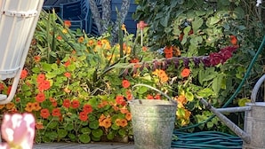 Een tuin met een metalen emmer, verschillende planten en een tuinslang.