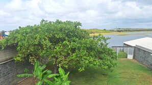 A backyard with a large tree, a grassy lawn, and a view of a body of water.