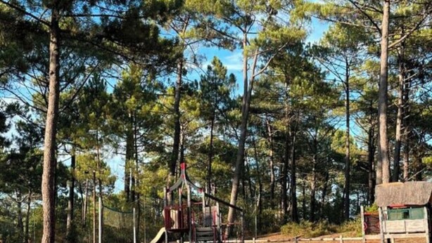 Un terrain de jeux avec des balançoires et un jeu de bascule, entouré de grands pins.
