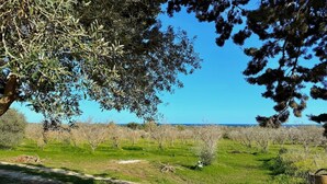 Paisaje rural con un camino de tierra, olivos y un cielo azul despejado.
