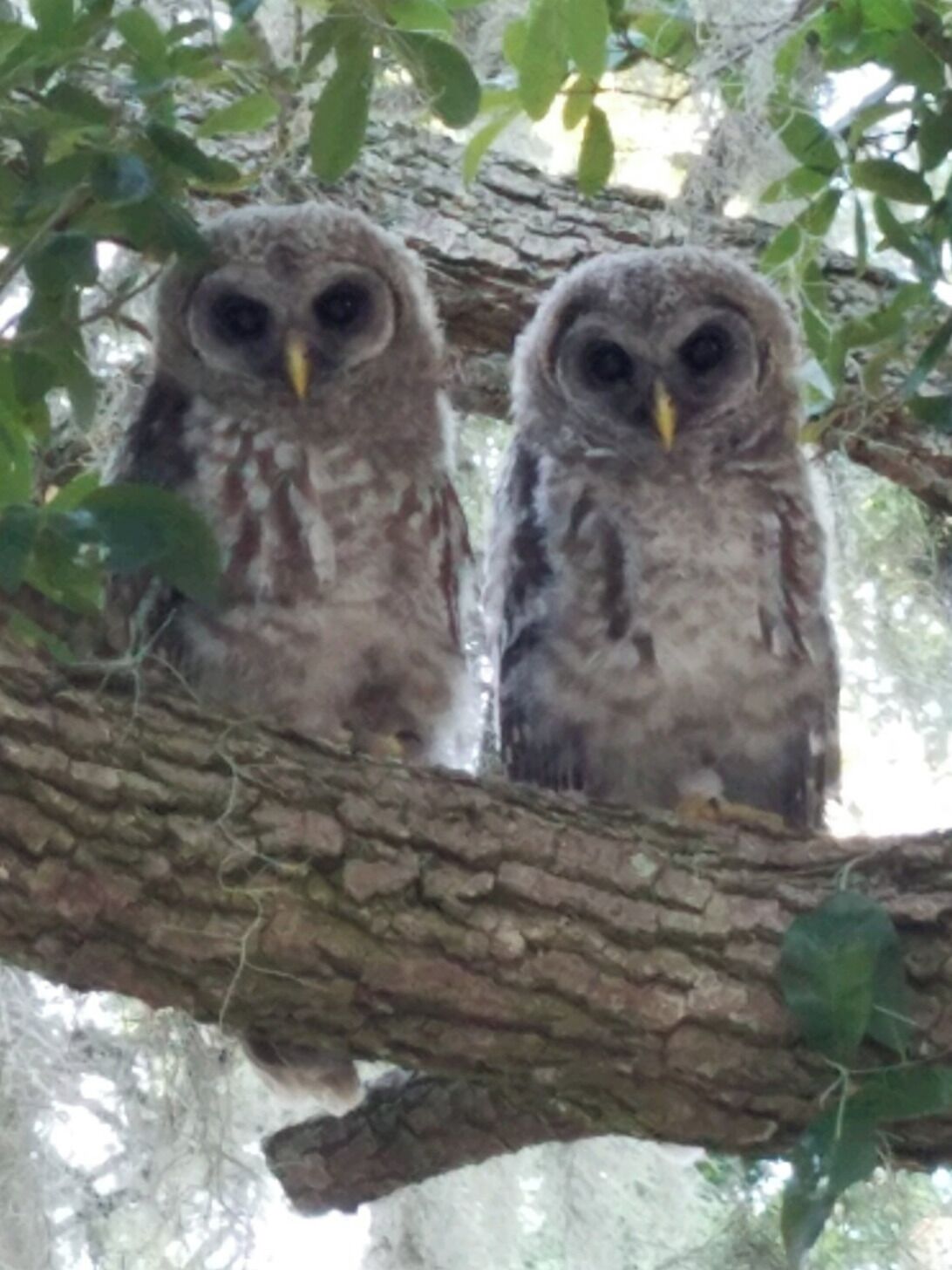 Two owls perched on a tree branch.