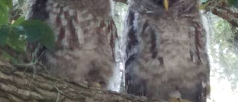 Two owls perched on a tree branch.