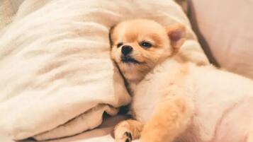 Un piccolo cane sdraiato su un letto con un cuscino bianco.
