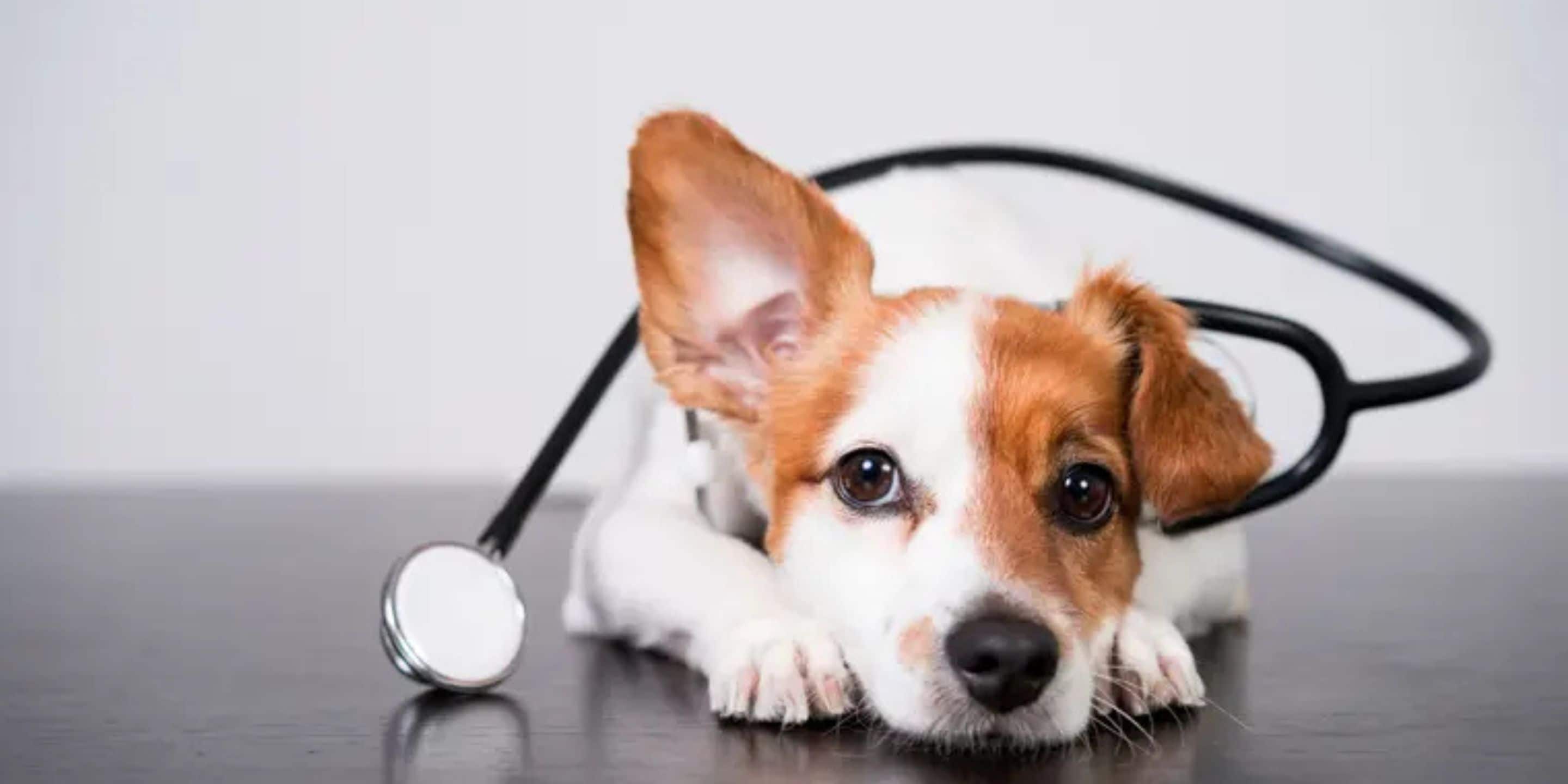 A dog with a stethoscope.
