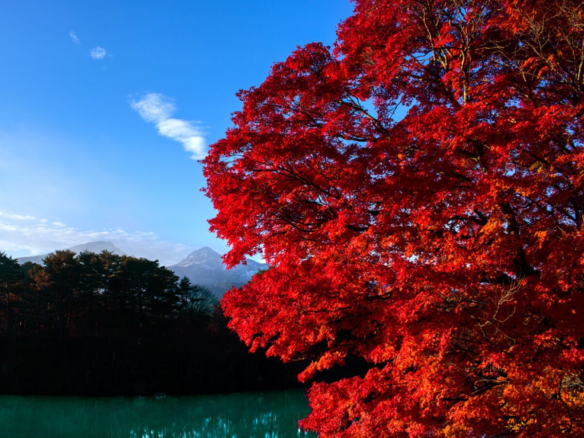 Un paisaje montañoso con un árbol rojo destacado al frente.
