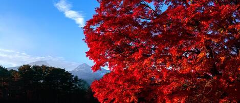 Un paysage de montagne avec un arbre rouge bien visible au premier plan.
