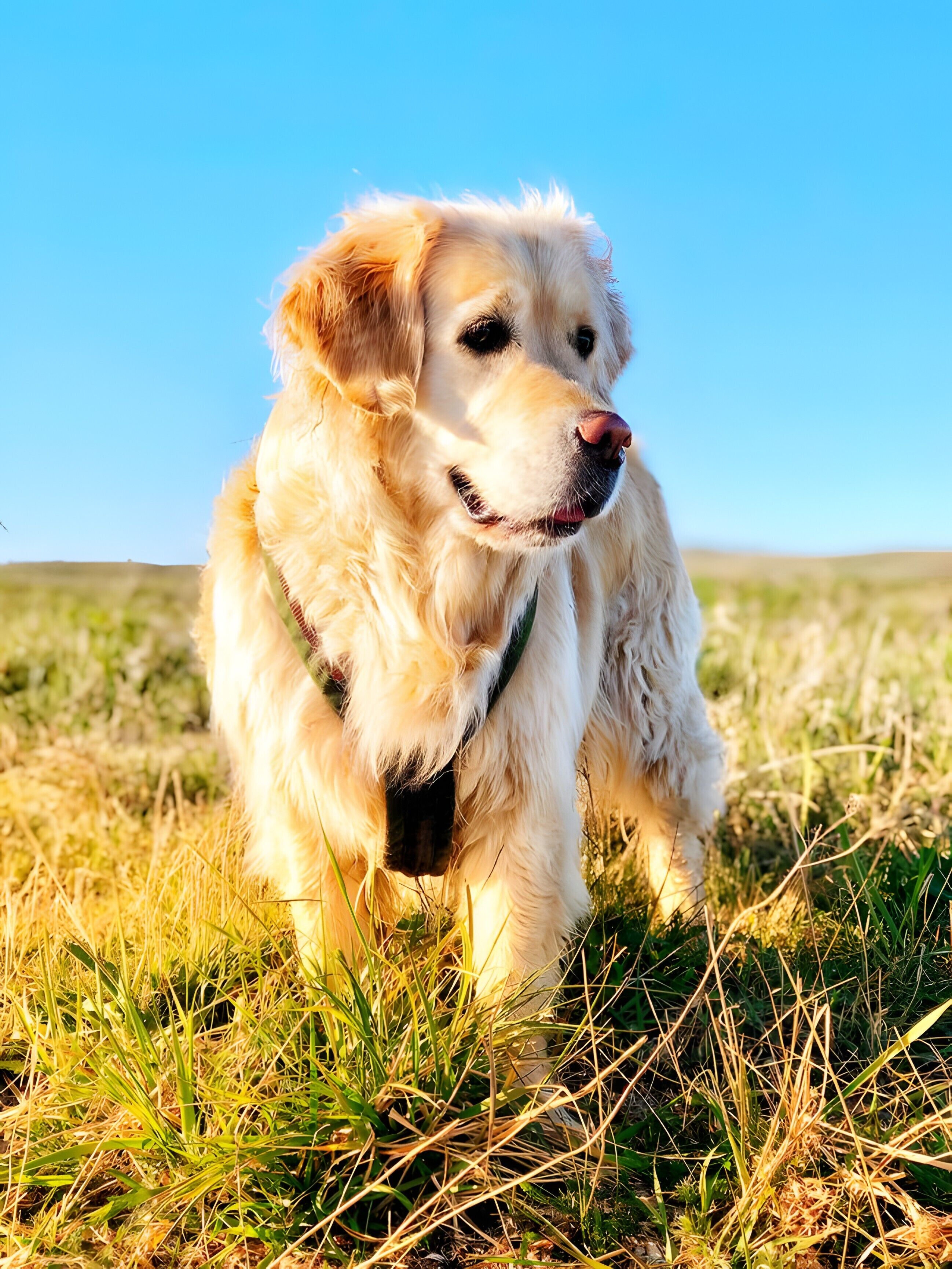 A dog in a grassy field with a clear blue sky.