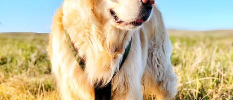 A dog in a grassy field with a clear blue sky.