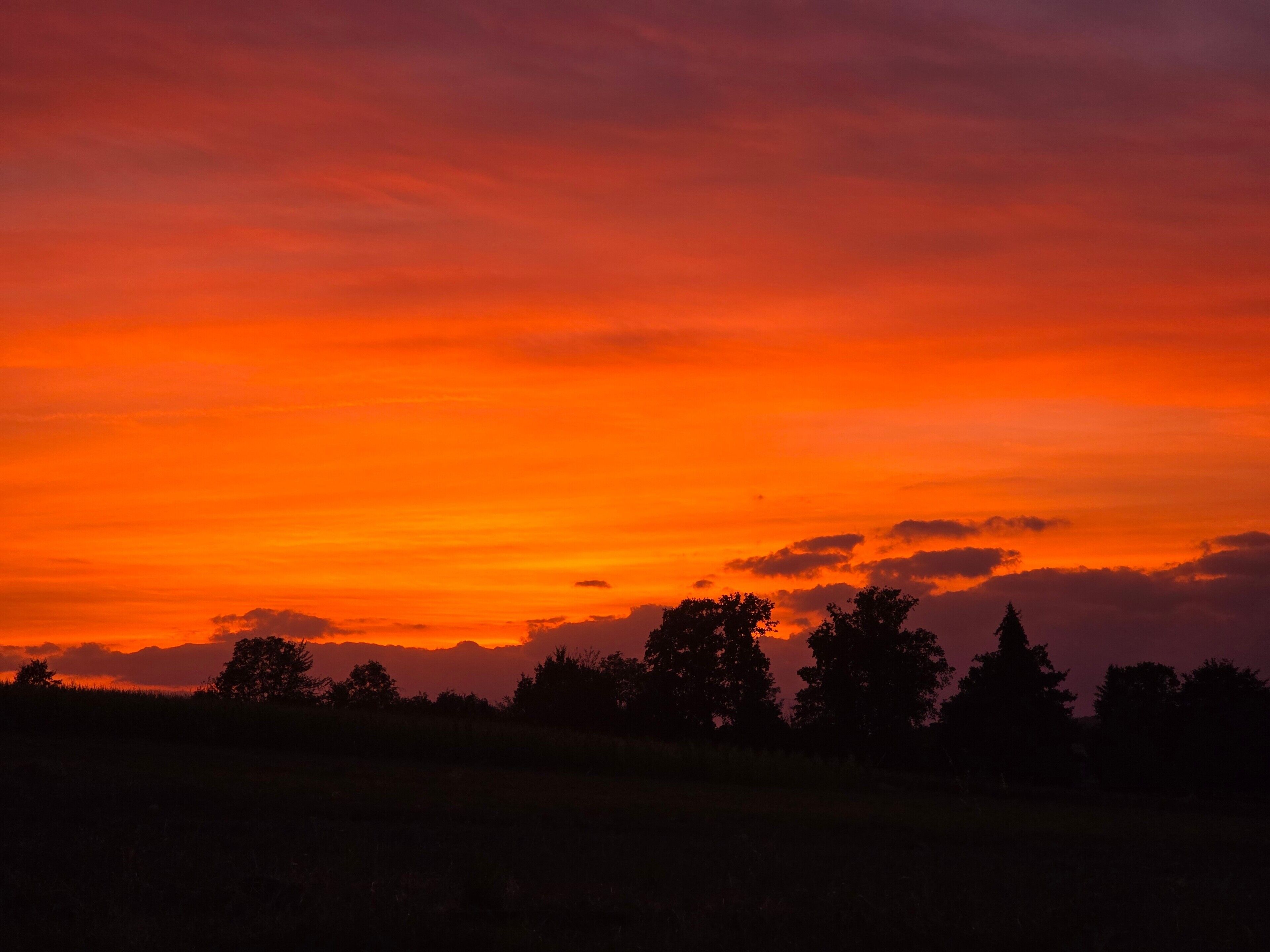 A sunset over a field with trees silhouetted against the sky.