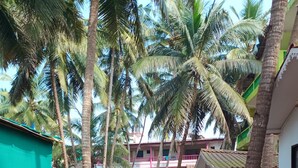 A courtyard with palm trees, a dirt path, and a building with a balcony. - Love paradise  (Arambol)