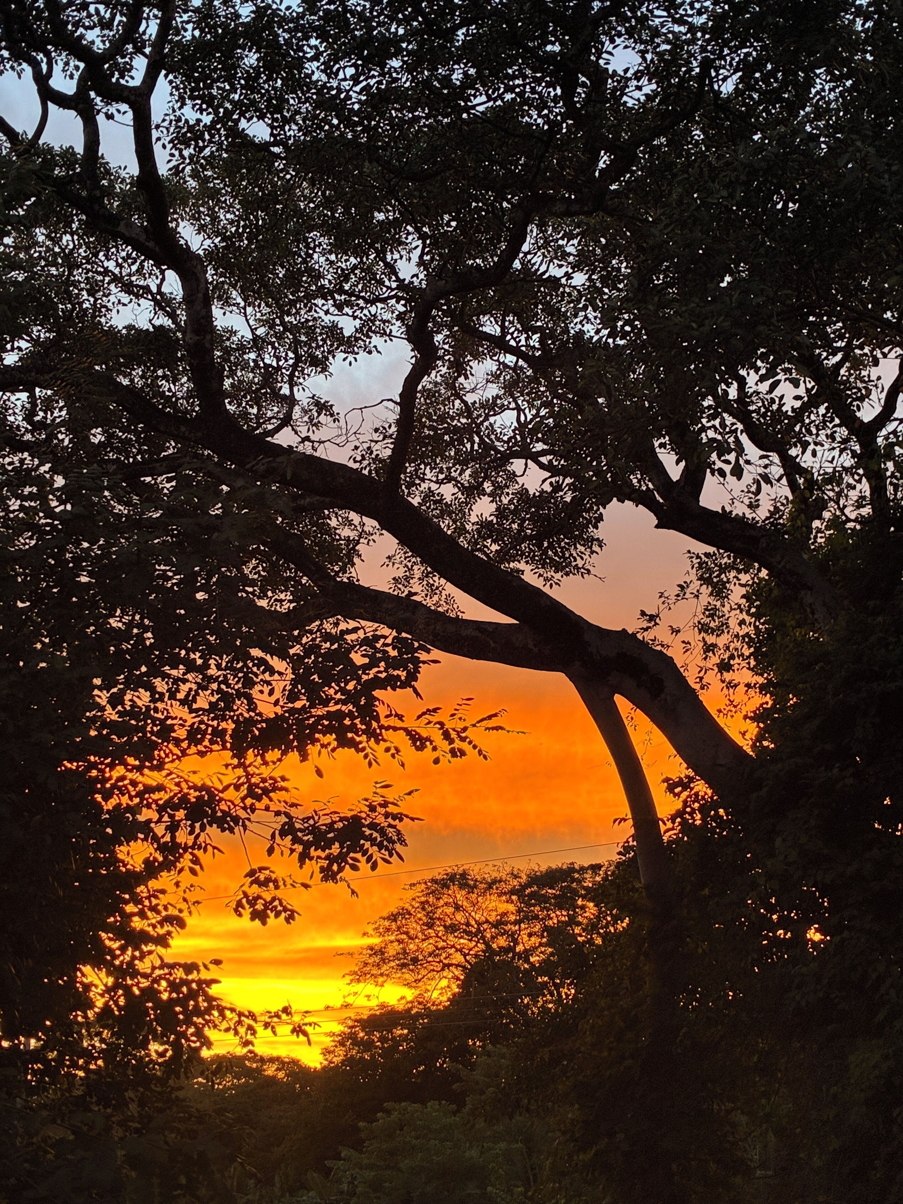 Vista del atardecer entre las ramas de árboles.