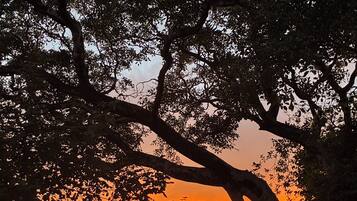 Vista del atardecer entre las ramas de árboles.