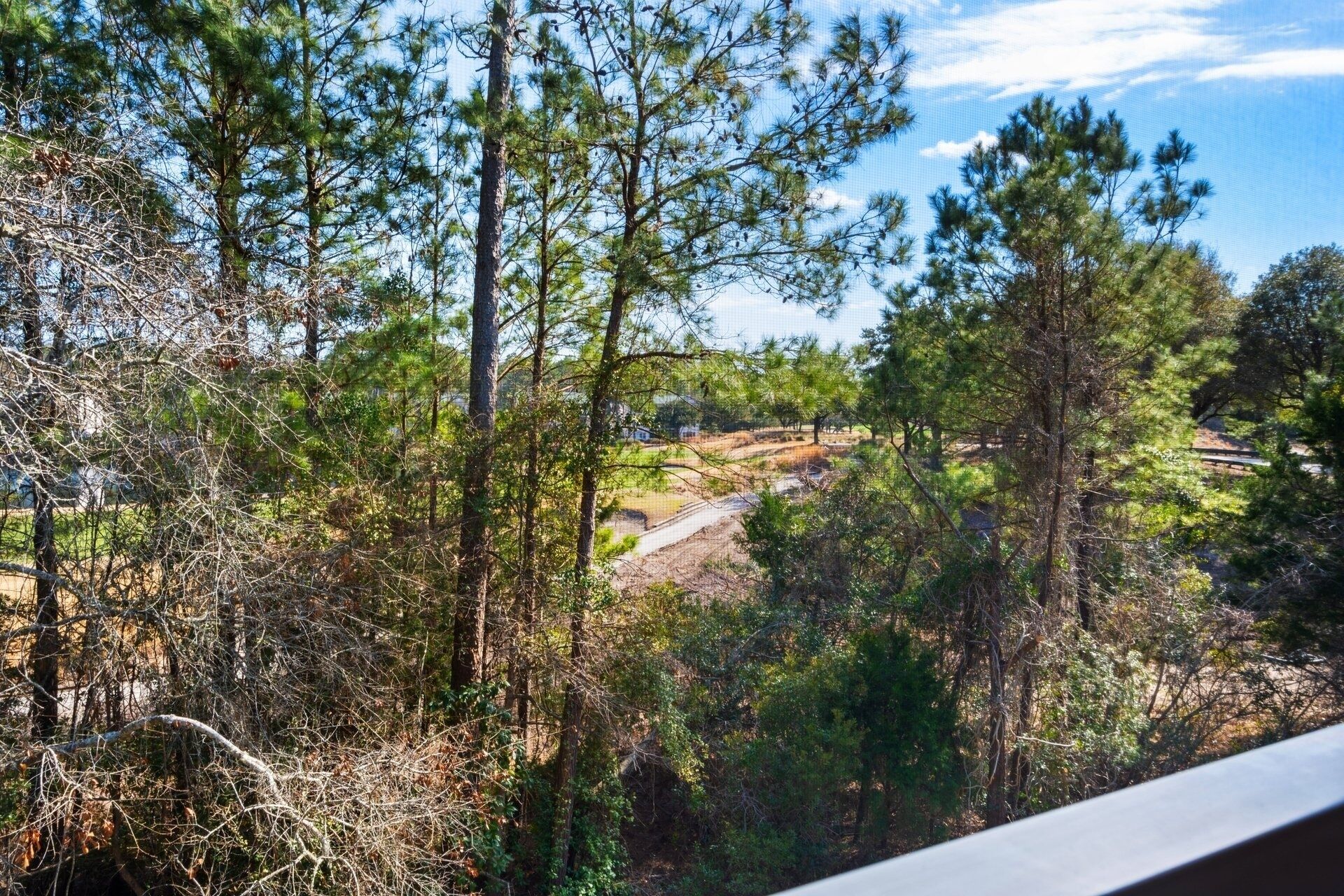 A view of a forested area with tall pine trees and a distant house.