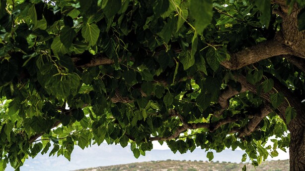 A table set for two under a tree with a view of a hilly landscape.