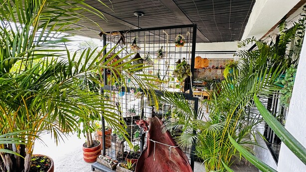 Un espace extérieur abrité, agrémenté de plantes en pot, d’un banc en bois et d’une étagère en métal où sont suspendus divers objets.