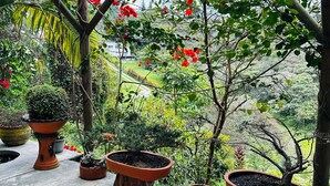 Une serre abritant diverses plantes en pot, avec vue sur un paysage luxuriant.