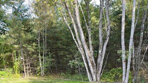 A well-maintained grassy area with a stone pathway leading to a wooden deck. - The Maine Event- Wedding Weekend & Ski Getaways!  (Fryeburg)