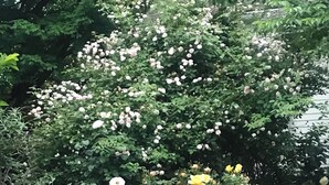 A wooden bench with intricate carvings, surrounded by lush greenery and a variety of flowering plants. - Private, 2 Bedroom Suite with Balcony at Farmhouse Retreat, Central Location (Nashville)