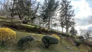 A stone wall with moss, a grassy slope, and trees.
