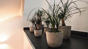Potplanten op een plank in een ruimte met een lichtbron aan de linkerkant.