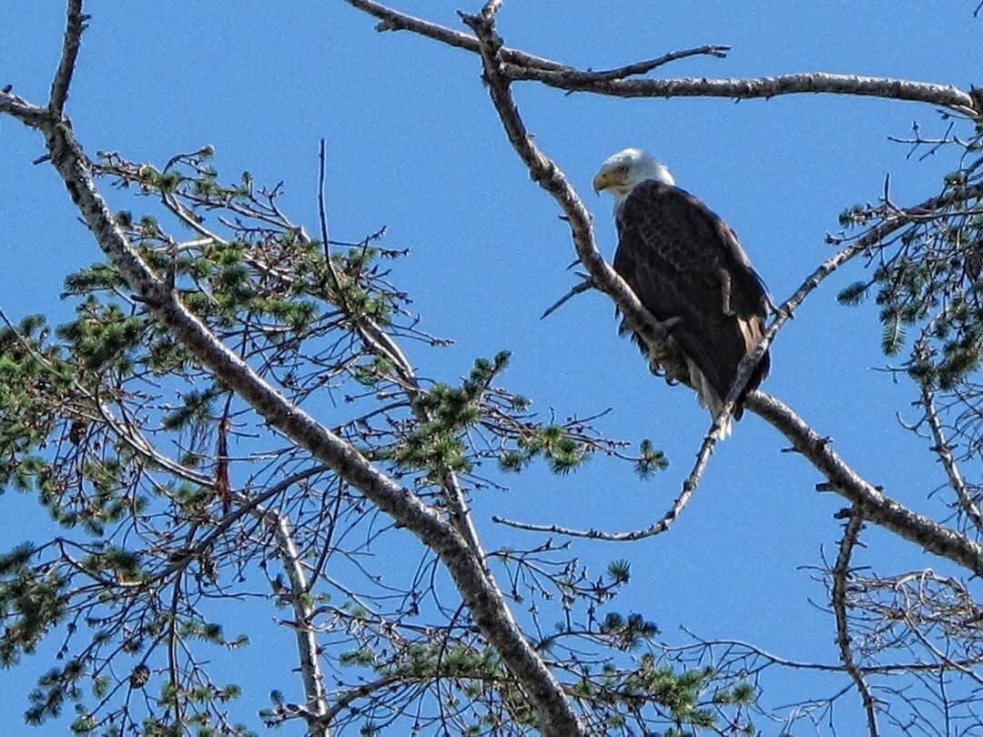 Un aigle était perché sur une branche d’arbre.