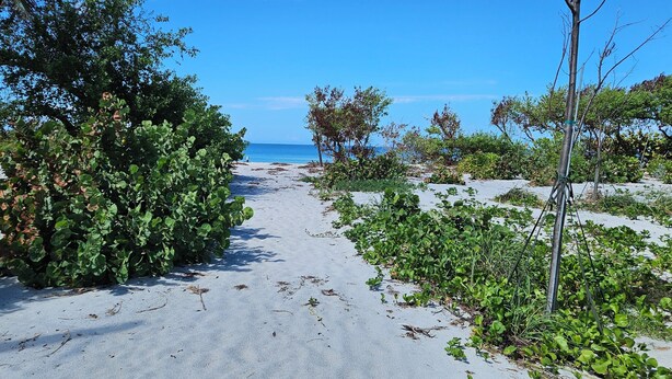 A sandy pathway leading to a beach with dense greenery on both sides.