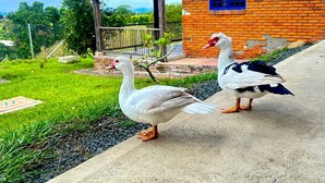 Two geese walking on a concrete path in front of a house with a brick exterior and a blue window. - Colina del Sol Hotel Hacienda (Quimbaya)
