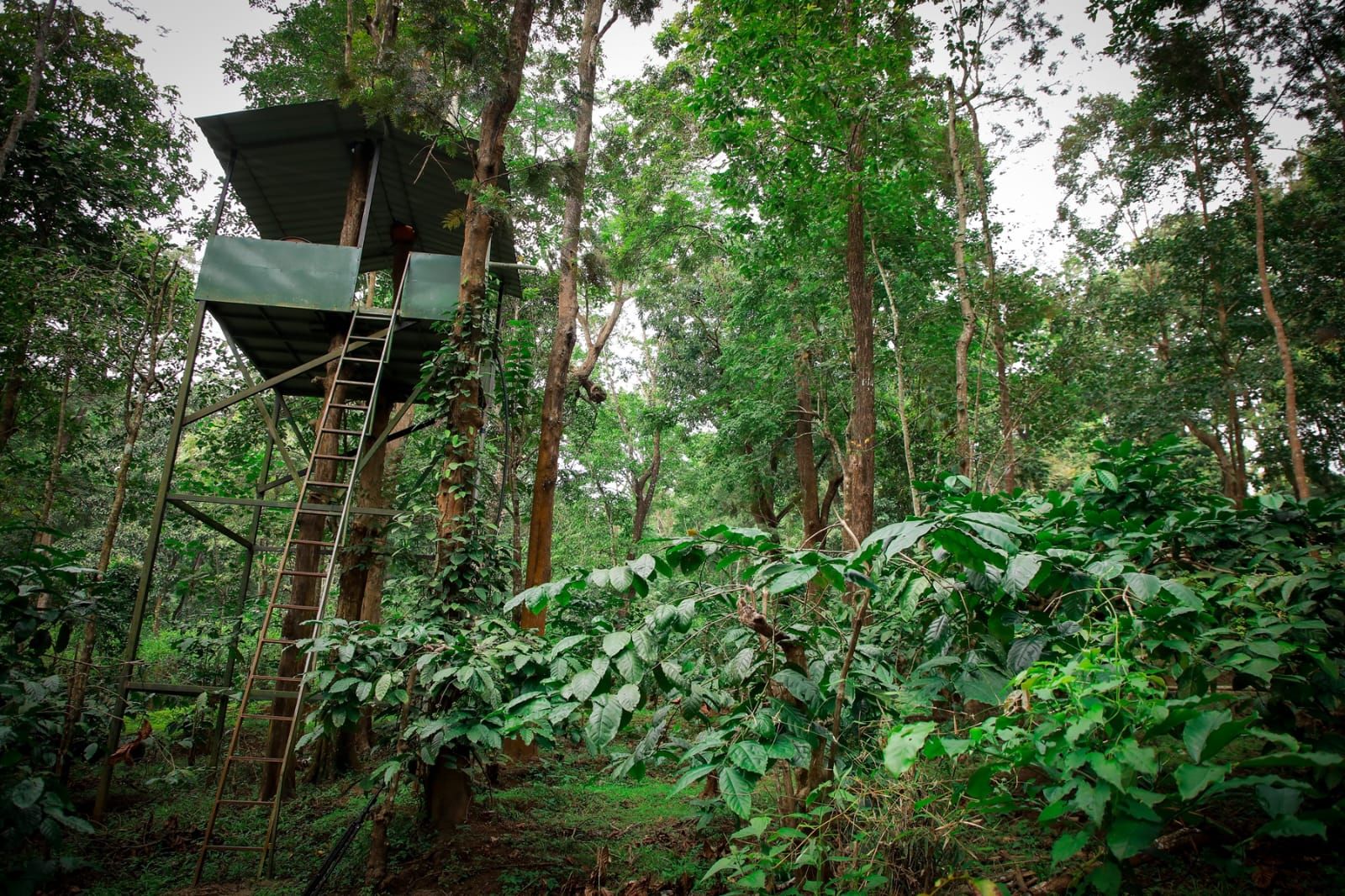 Zona boscosa con una estructura metálica que incluye una escalera, rodeada de abundante vegetación verde.