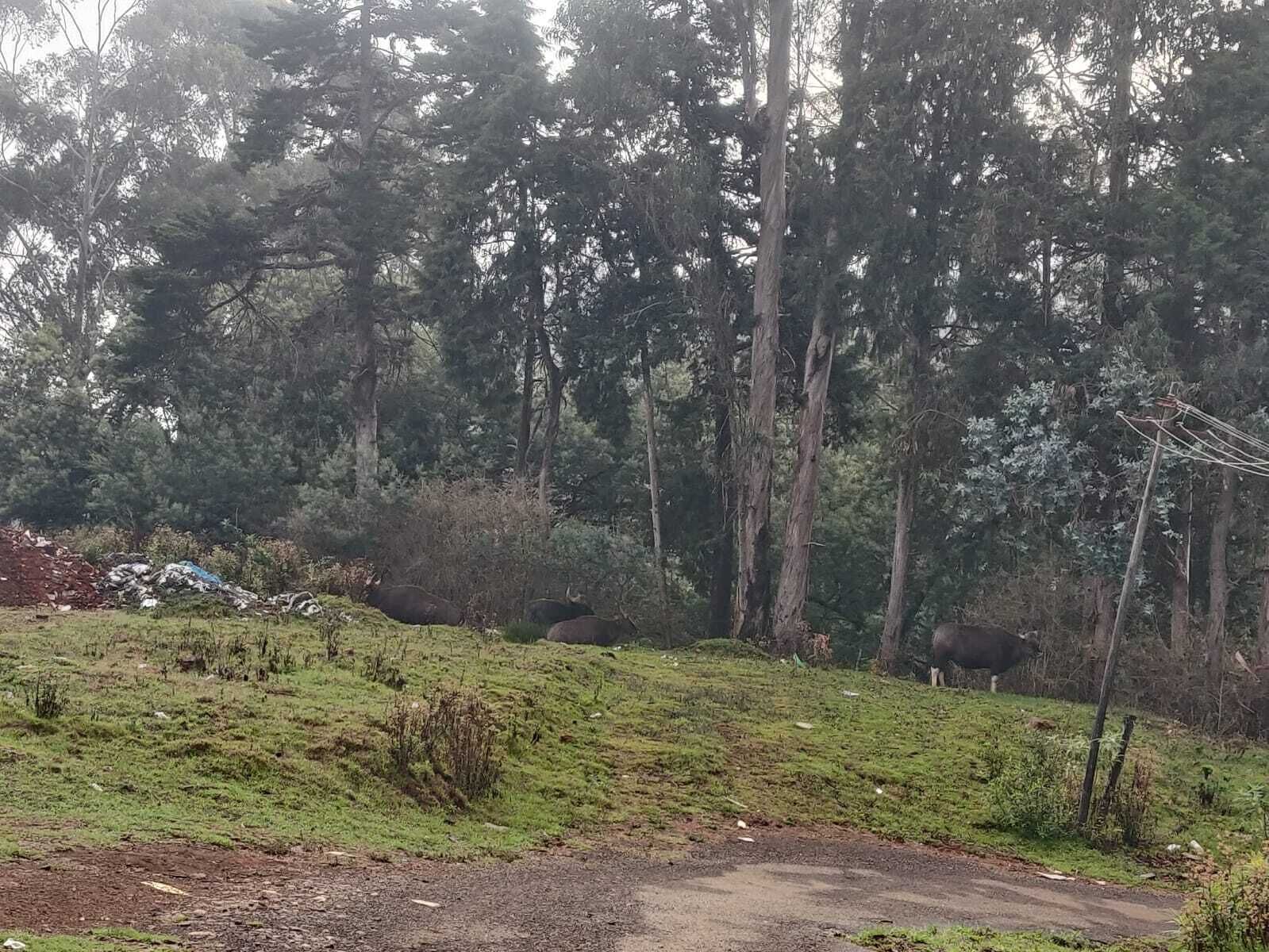 花園景