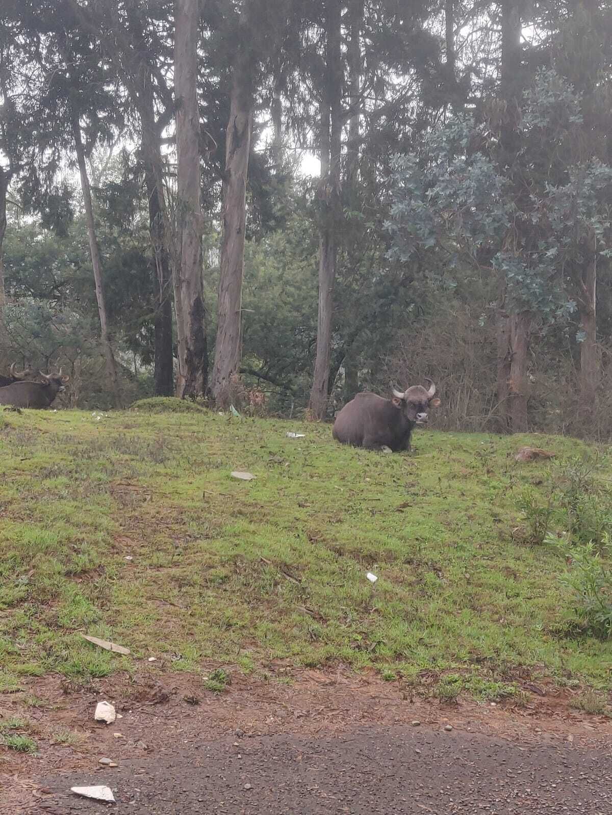 A bull resting in a grassy area with trees in the background.