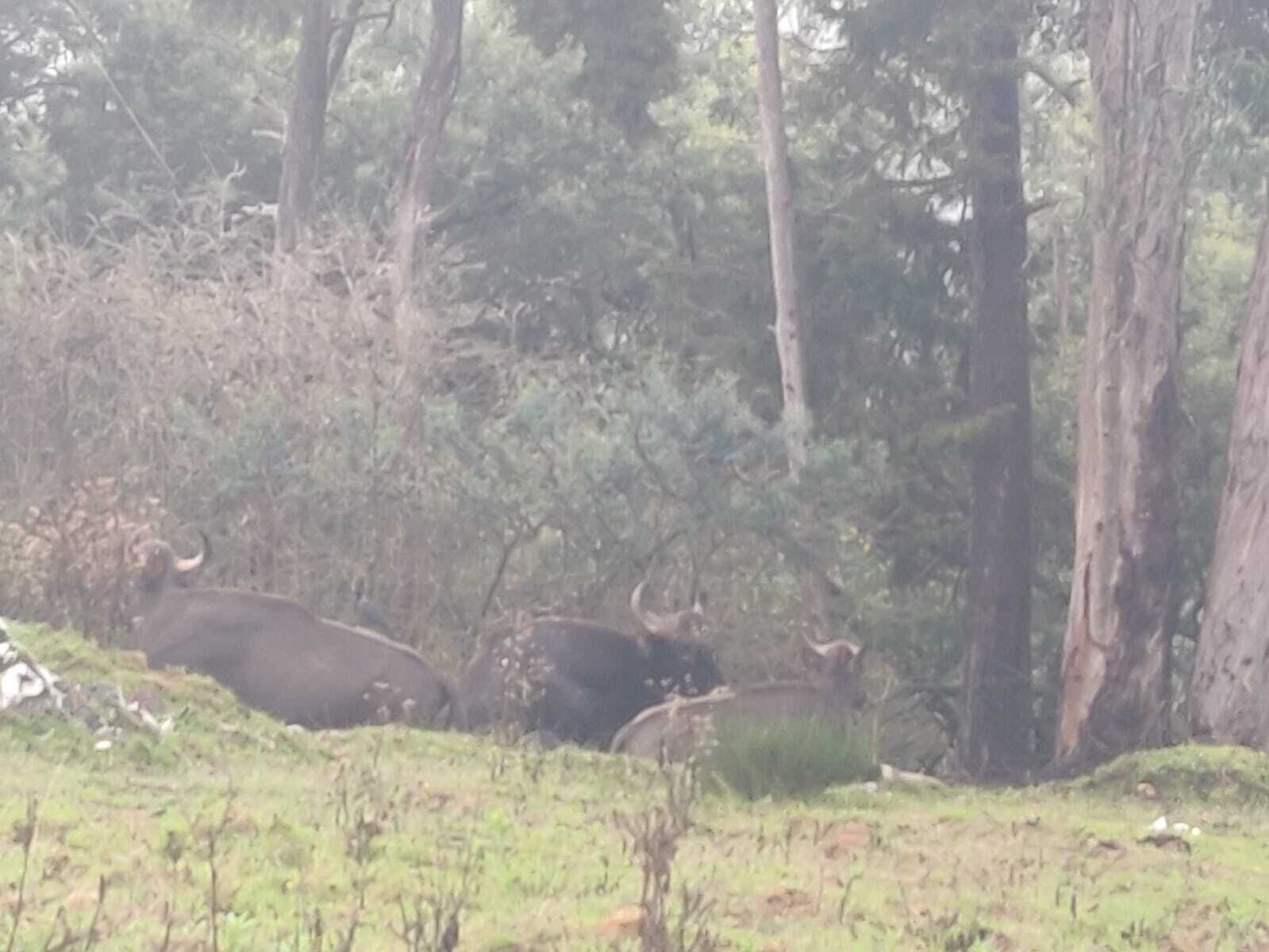 Zona boscosa con un primer plano de hierba y árboles al fondo.