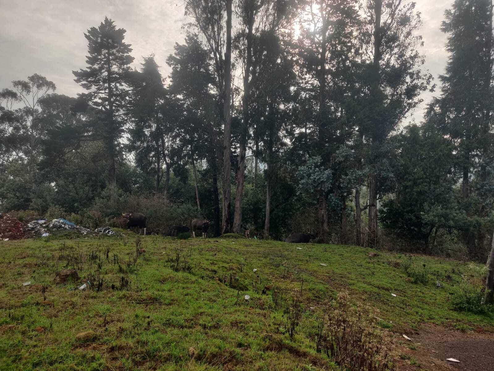 A natural landscape with a grassy area and trees.