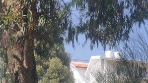 Un arbre aux feuillages denses au premier plan, un bâtiment blanc avec un toit rouge en arrière-plan et un ciel bleu dégagé.