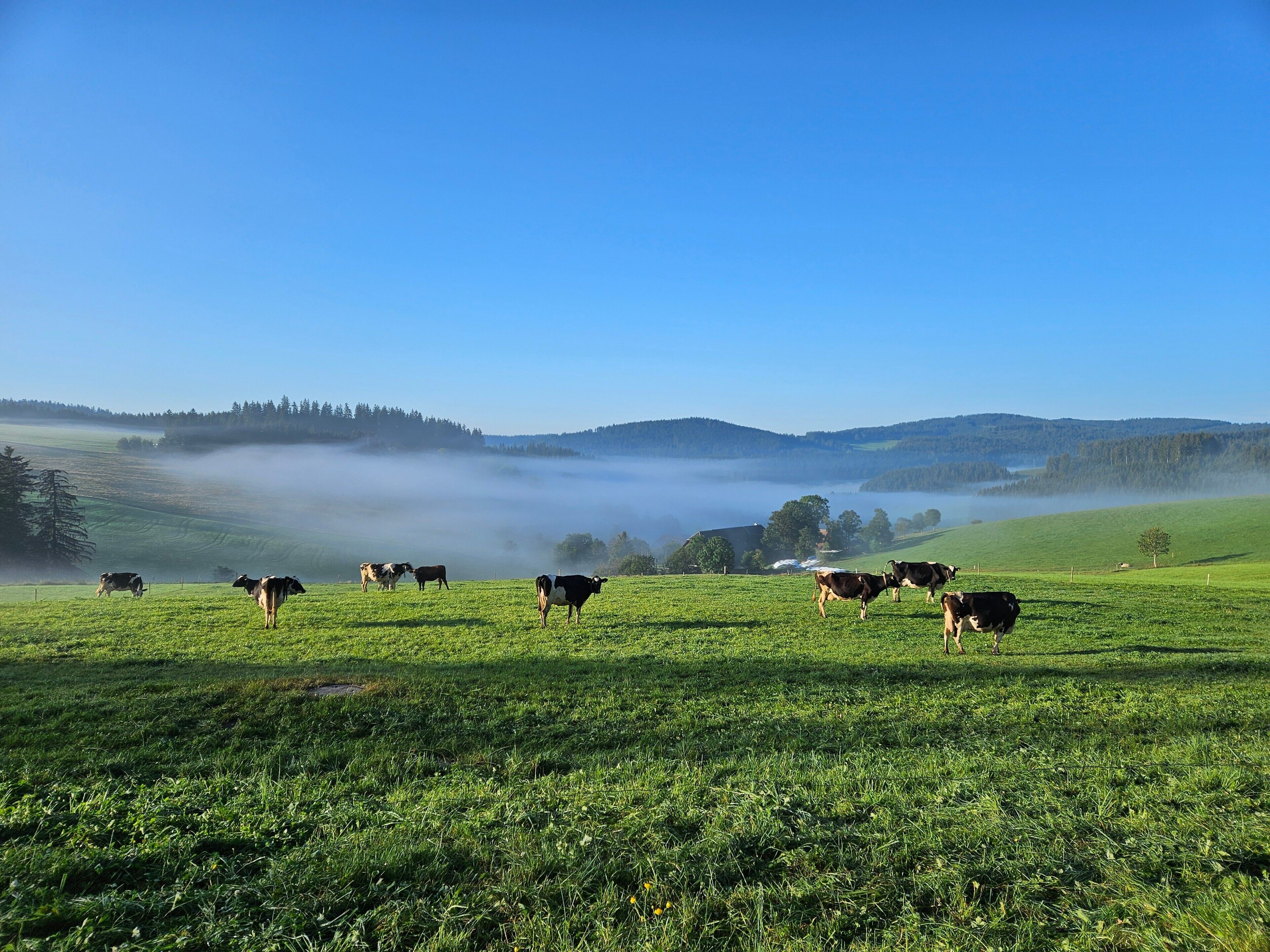 Eine grüne Wiese mit weidenden Kühen, einem klaren Himmel und einem nebligen Hintergrund.