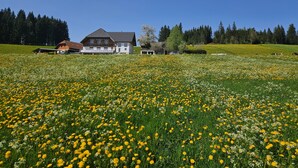 Una grande casa con tetto spiovente, circondata da un campo di fiori gialli e bianchi, con una foresta sullo sfondo.