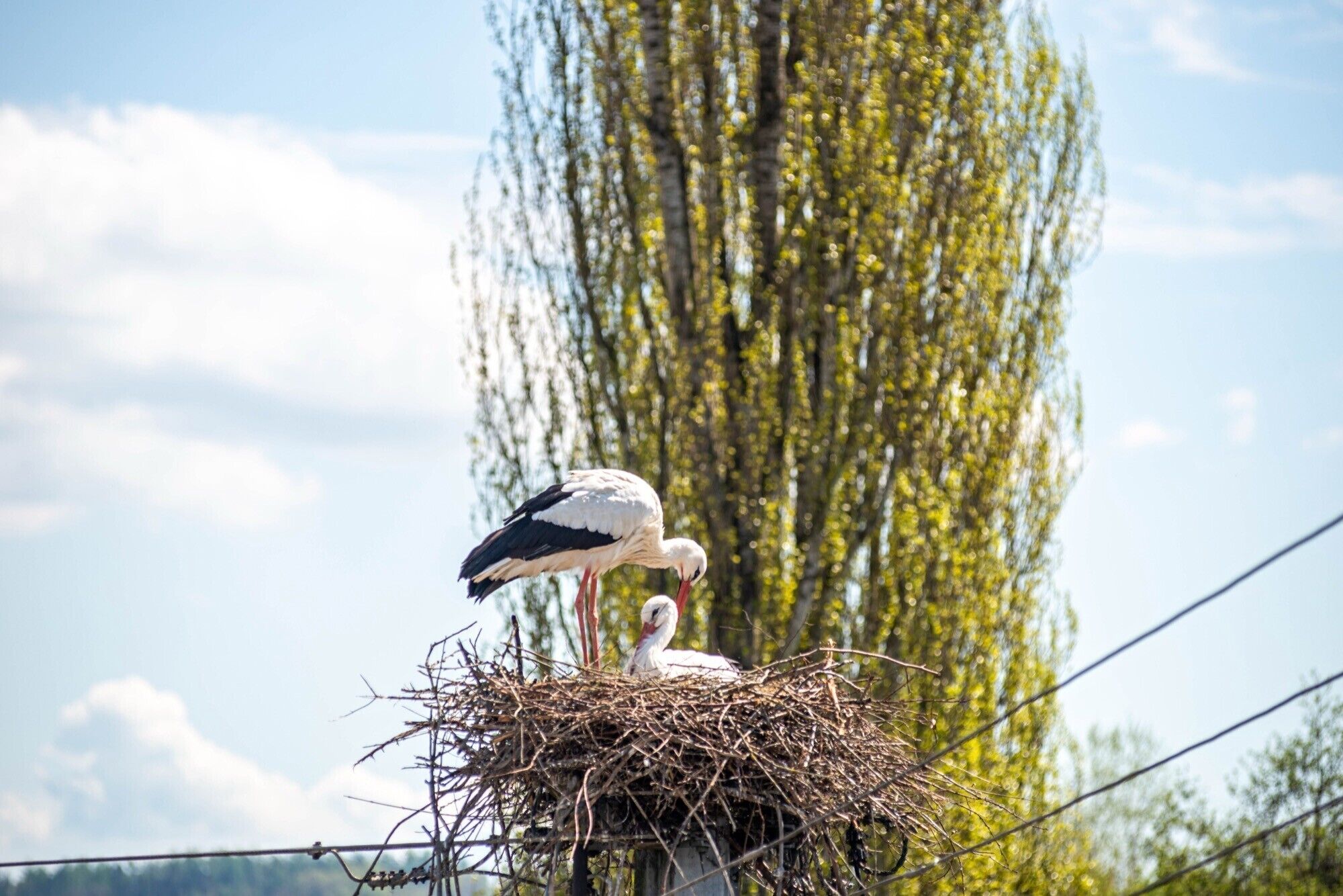 A stork nest with two storks on a pole, surrounded by trees.