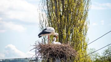 A stork nest with two storks on a pole, surrounded by trees.