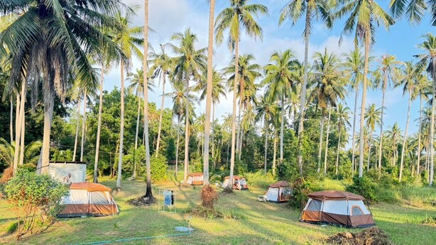A campsite with several tents set up in a grassy area surrounded by tall palm trees. - Tent Room Koh Kood (Ko Kut)